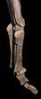 Mounted Diplodocus Front Leg - Awesome Display #35167-5